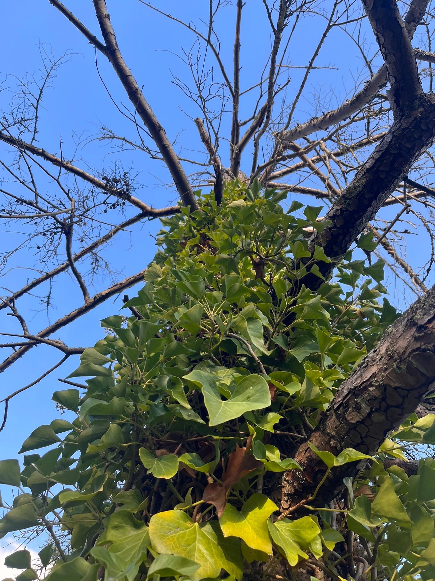 Tree Health Assessments and Inspections