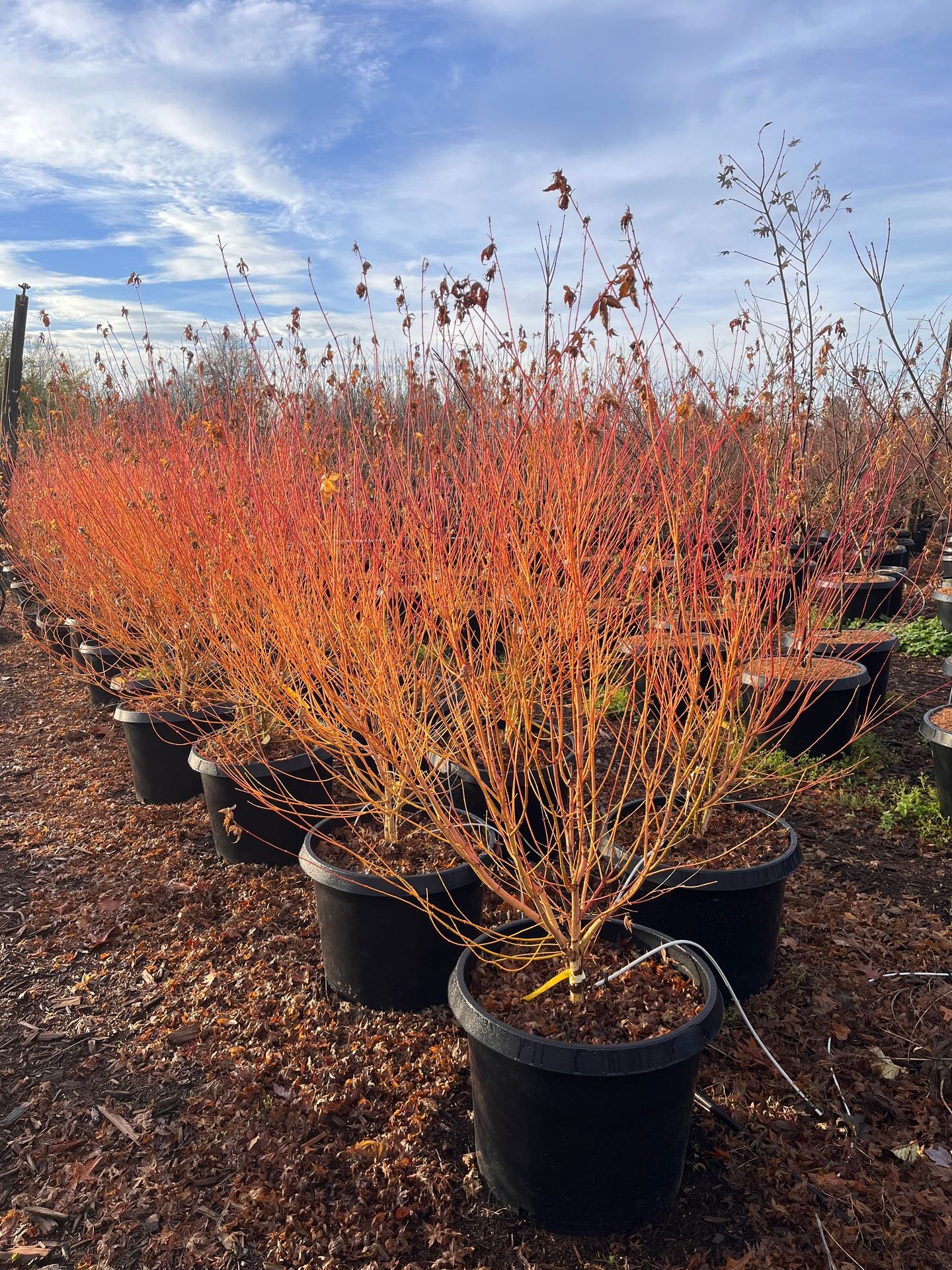 Tree Selection  and Planting 