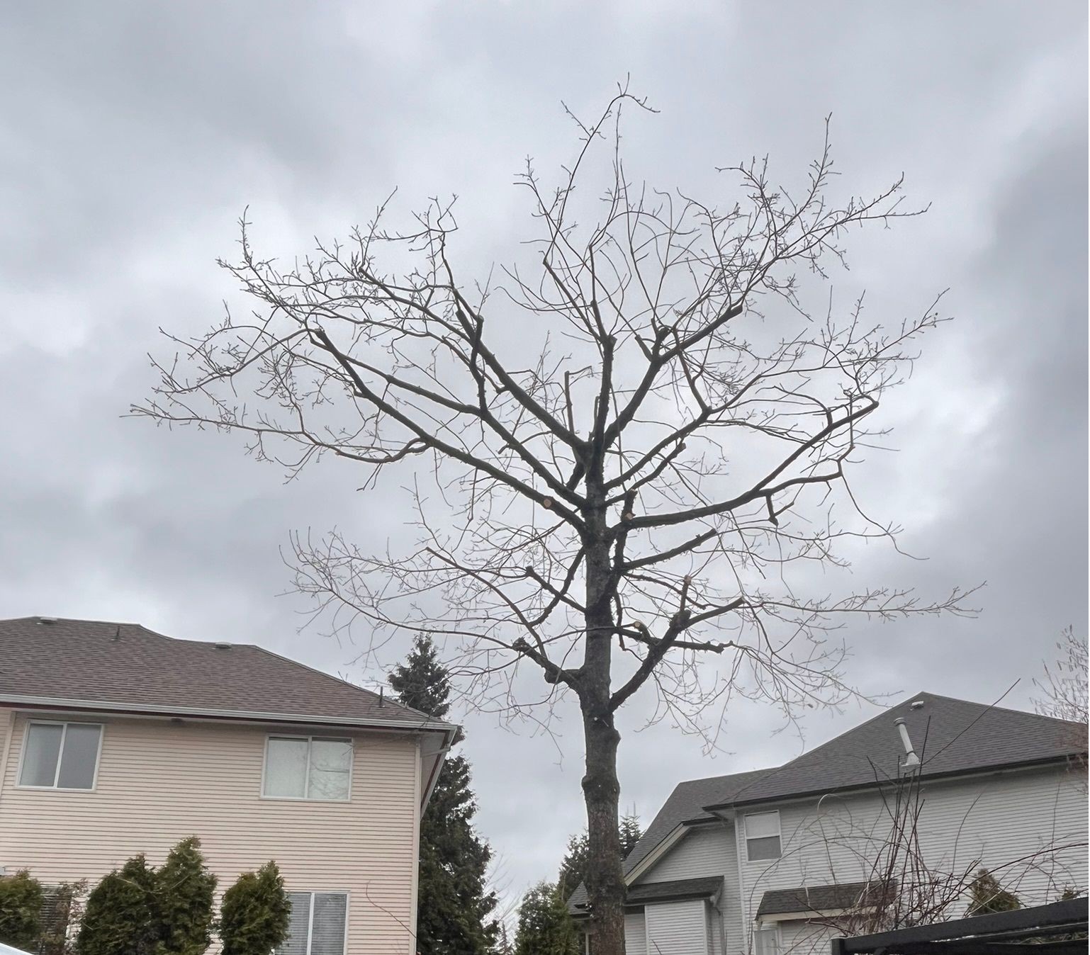 Tree Pruning and Trimming
