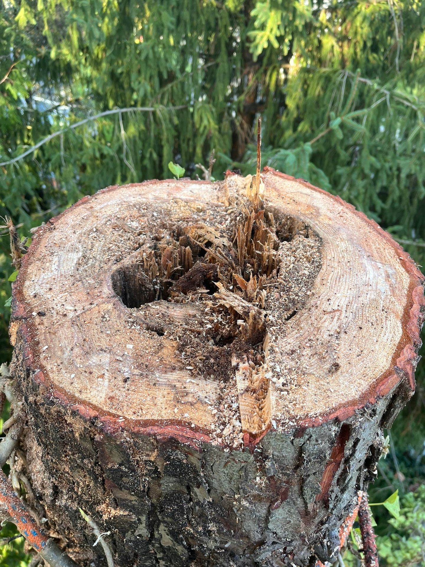 Emergency Tree Services