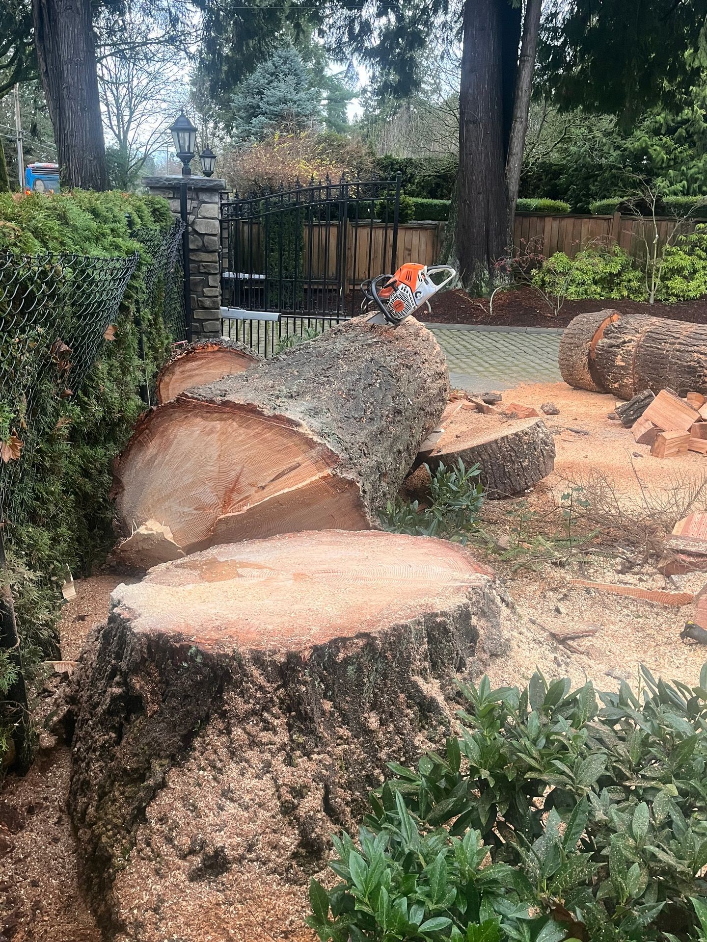 Tree Removal and Stump Grinding